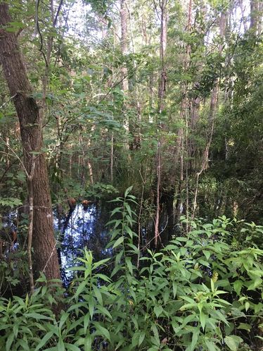 Affordable Hunting Tract Near Tallahassee: US 90, Monticello , FL 32344